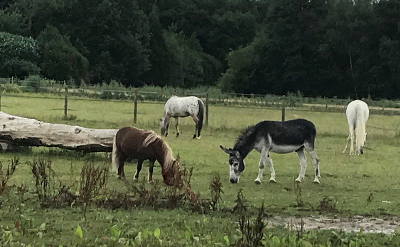 centre equestre de Chailly-en-Bière - photo 3
