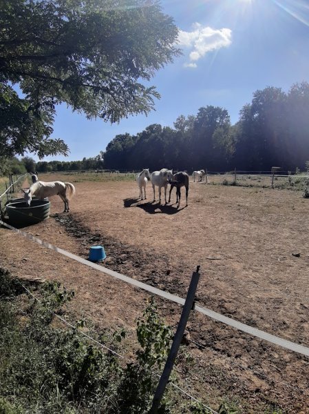 haras de beautheil saints - photo 2
