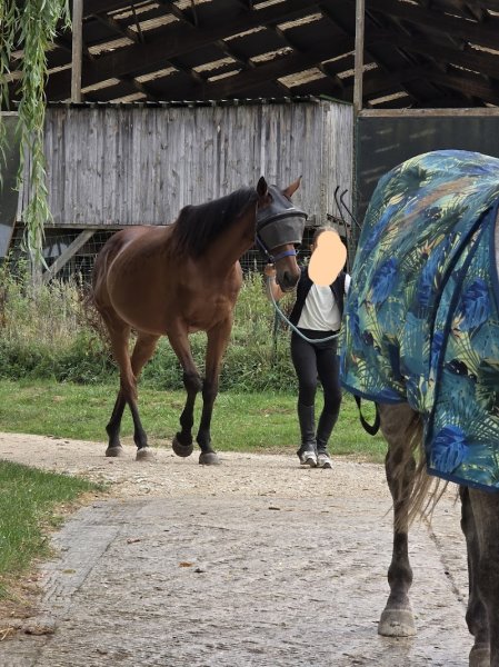 haras de beautheil saints - photo 3