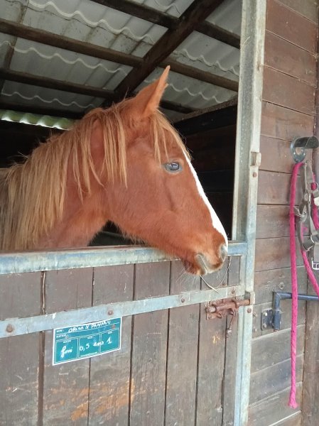 Centre équestre Le Cheyenne - photo 2