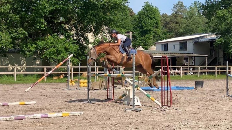 M.R. HORSES - photo 1