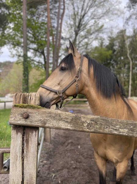 M.R. HORSES - photo 2