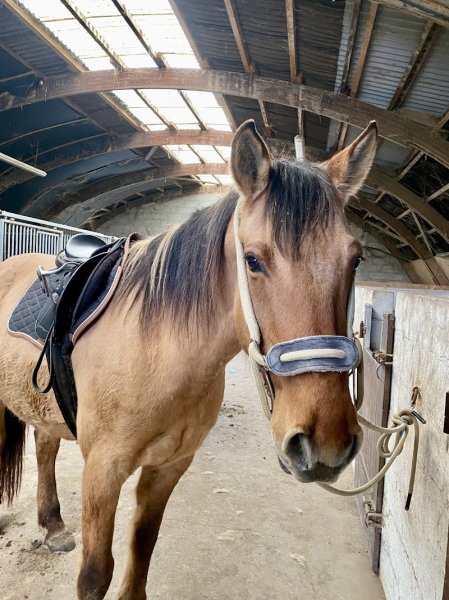 Henson Pays de Fontainebleau - Balades à cheval