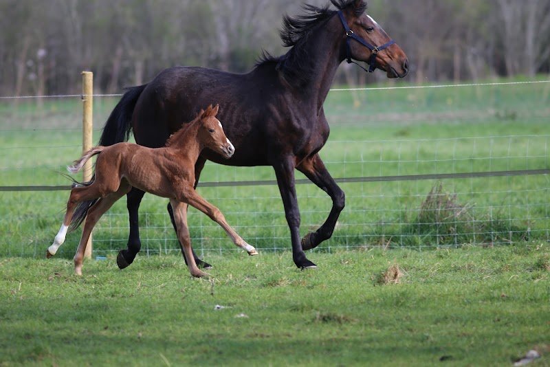 Elevage des Baïsses - Élevage de chevaux de dressage 77 - photo 1