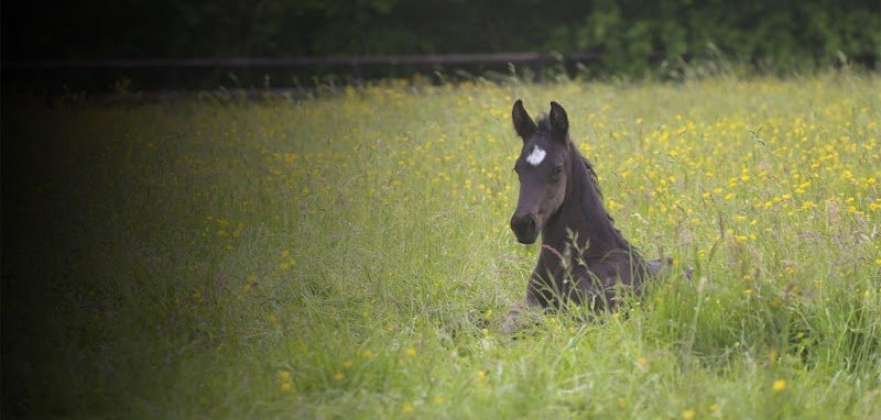 Elevage des Baïsses - Élevage de chevaux de dressage 77 - photo 2