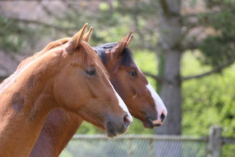 Elevage des Baïsses - Élevage de chevaux de dressage 77 - photo 3