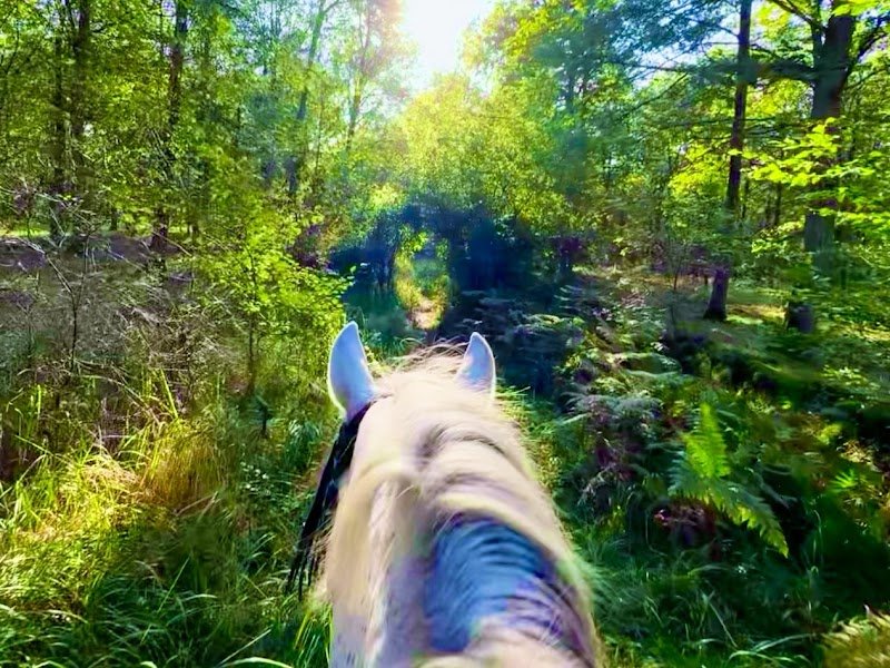 Centre équestre de Soisy-sur-Seine : Ecurie de La Guérinière - photo 2