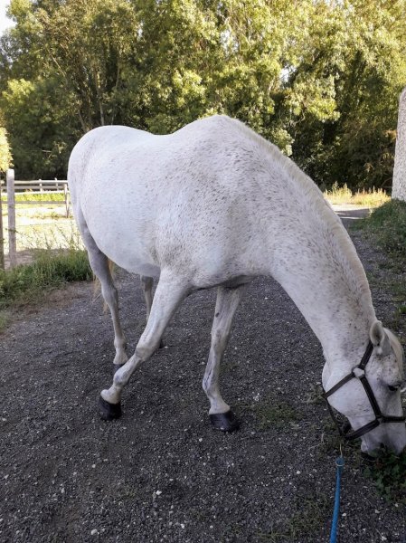 Haras de La Roche - photo 3