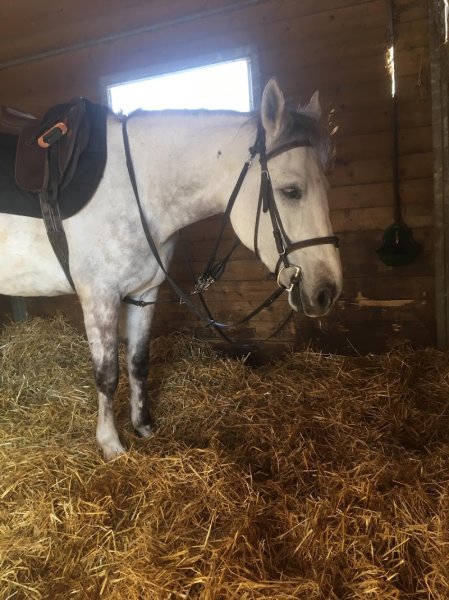 Poney Club des Quatre Chemins - photo 2