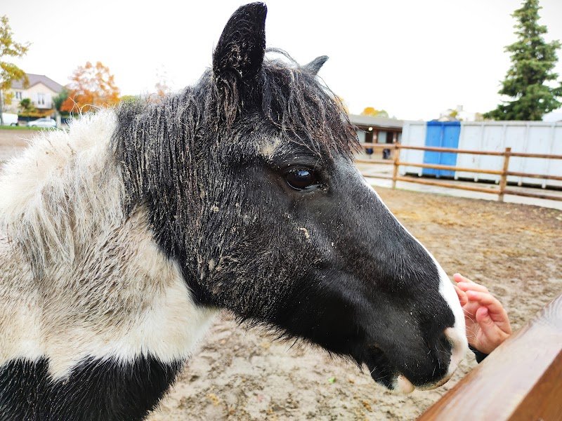 Poney Club des Quatre Chemins - photo 3