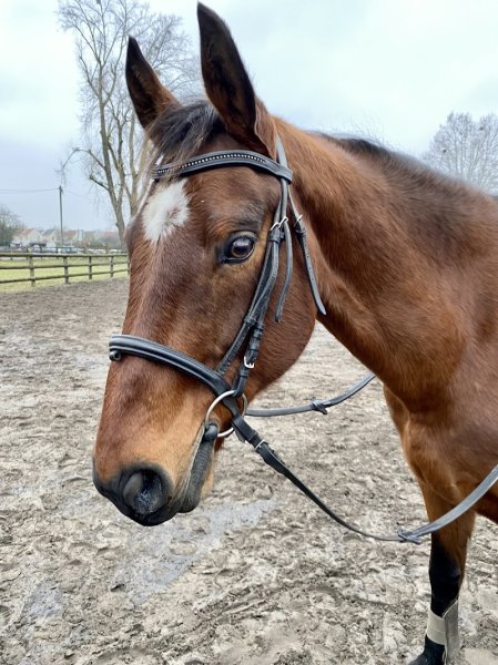 Les Ecuries de la Ferme d'Eragny - photo 3
