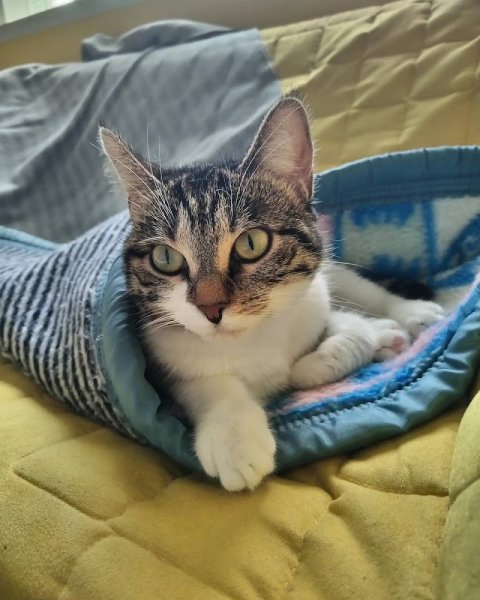 La Pension MUSO - photo 2