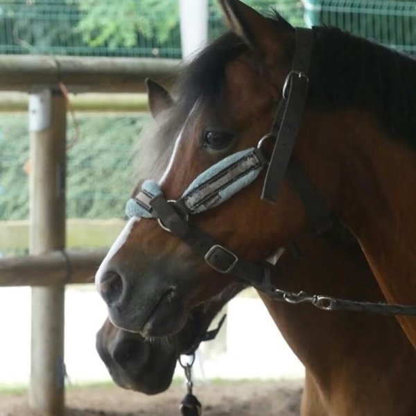 Poney-club de l'Ile - photo 2