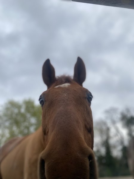 Poney-club de l'Ile - photo 3