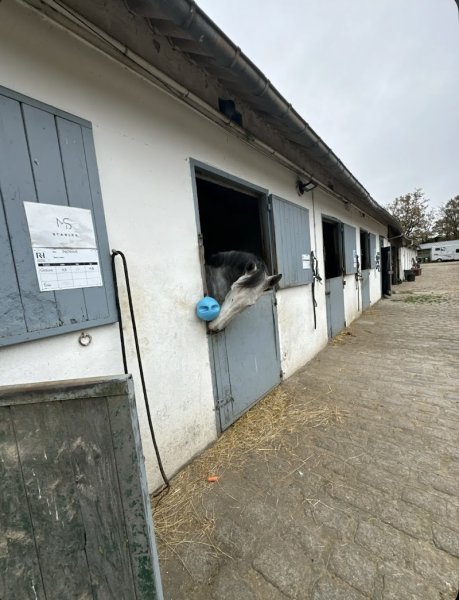 MS Stables - photo 1