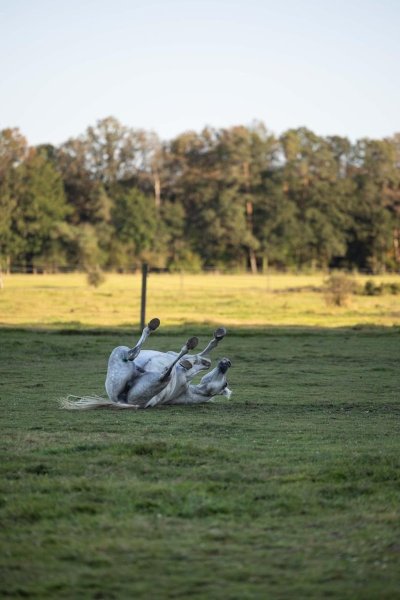 MS Stables - photo 2