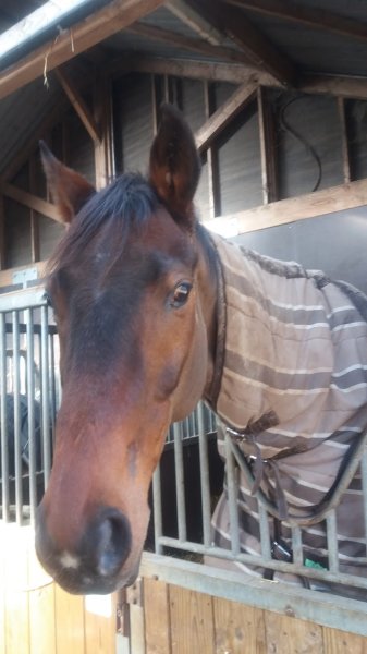 Poney-club de Beauregard - photo 2