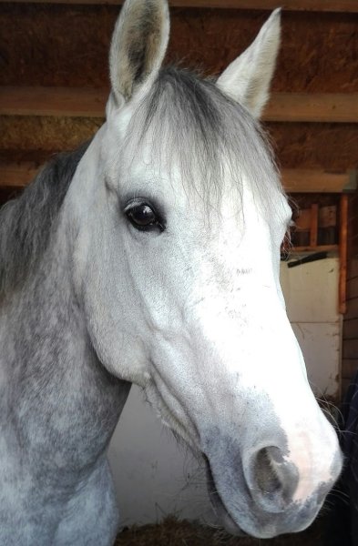 Poney Club de Marly-le-Roi - photo 3