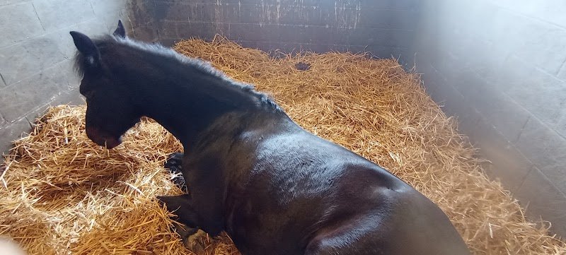 Centre équestre du Val de Seine - photo 2