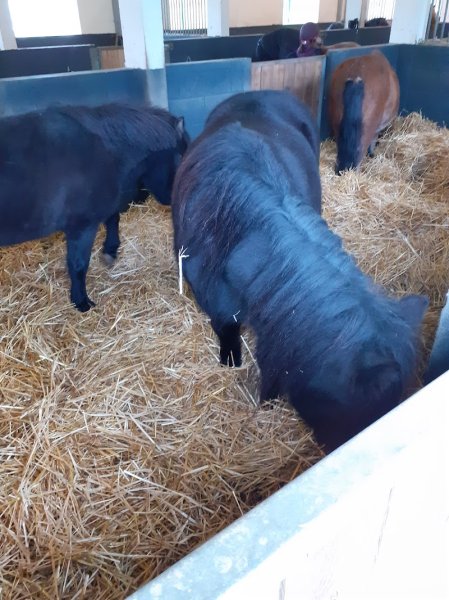 Centre équestre du Val de Seine - photo 3