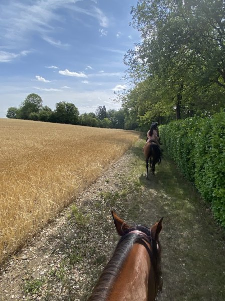 VAUMARTIN — Centre équestre et équitation Yvelines proche de Paris - photo 2