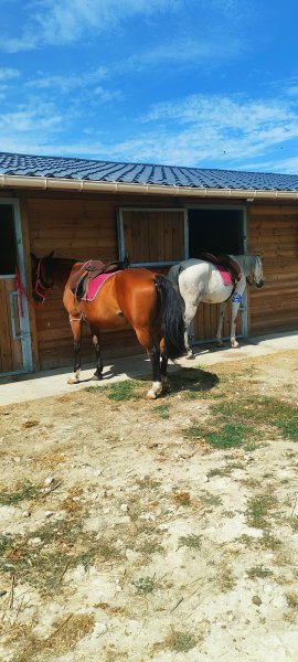 VAUMARTIN — Centre équestre et équitation Yvelines proche de Paris - photo 3