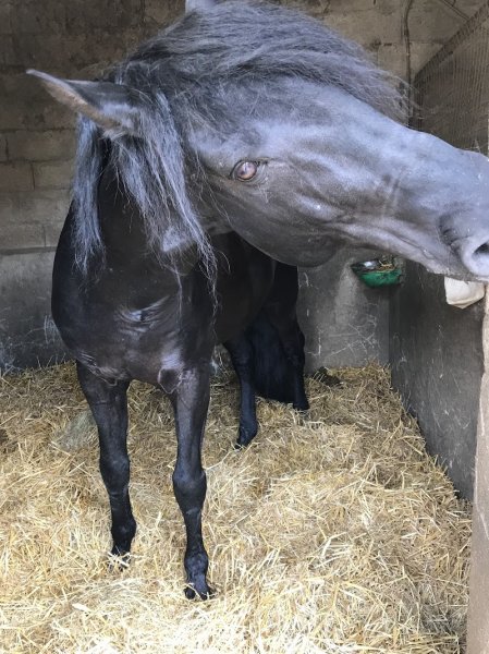 Centre Equestre de Blaru - photo 2