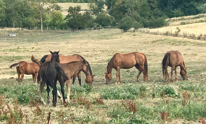 Gb Quarter Horses , - photo 3