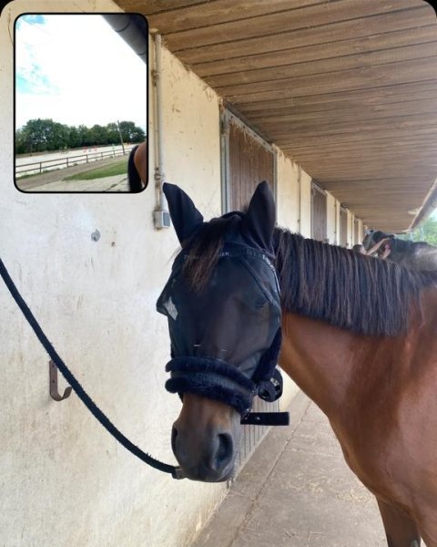 Ecurie antunes - photo 3