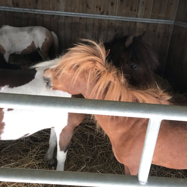 Les Poneys de La Millière - photo 3