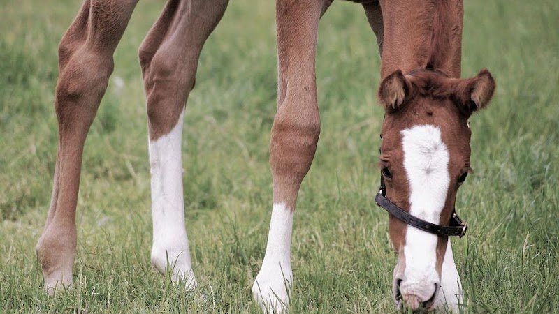 HORSE FIT CENTER - photo 1