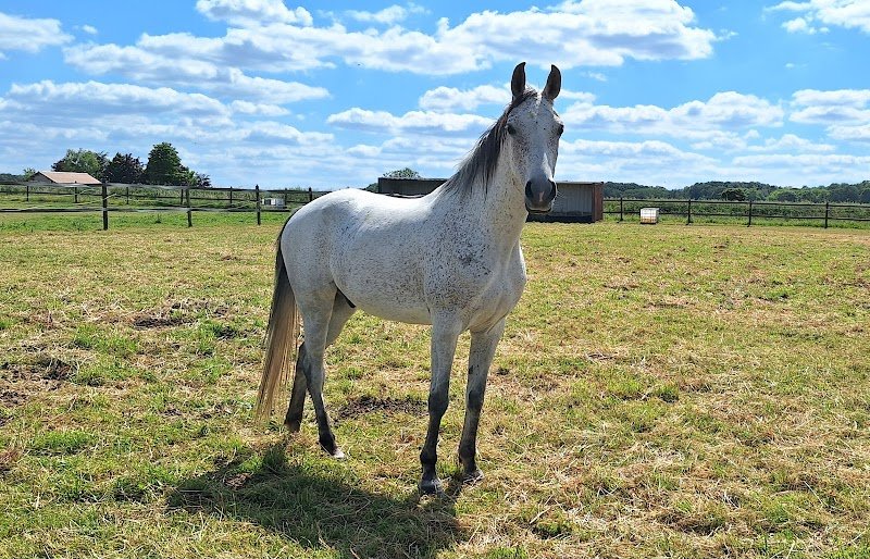 HORSE FIT CENTER - photo 2