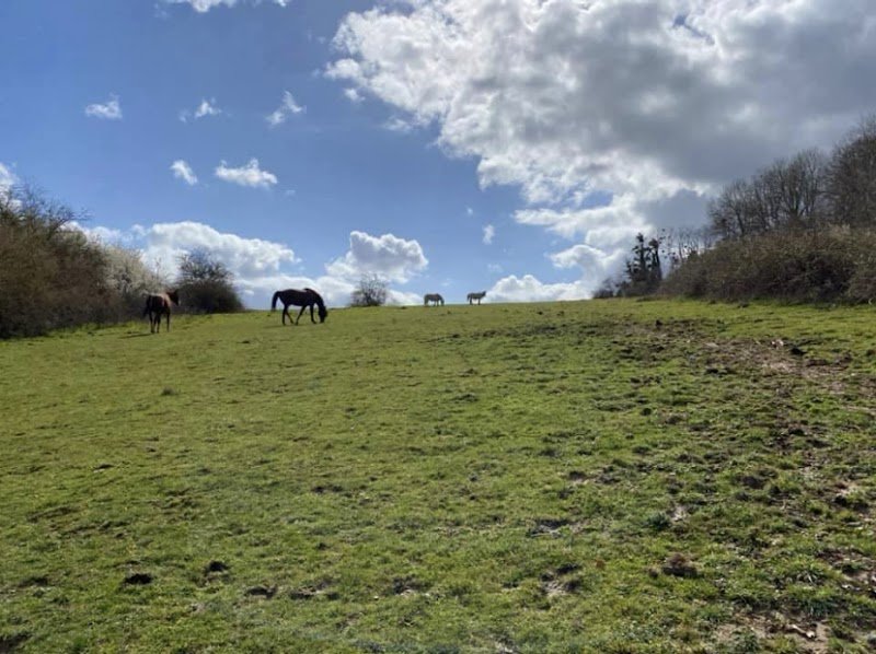 Ecurie Damien Thirot - photo 3