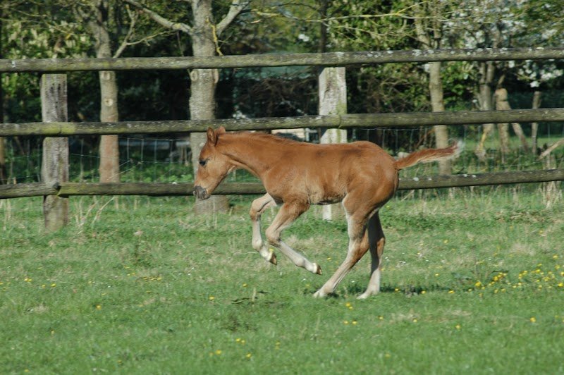 Ecurie du Moulin à Vent - photo 2