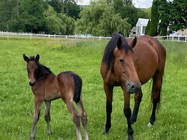 HARAS DES FOULONS - photo 3