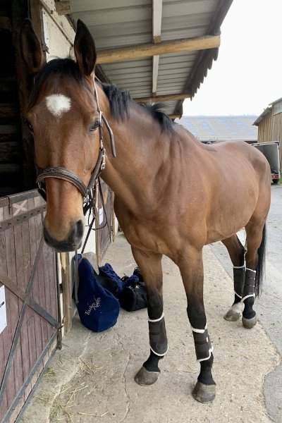 Écurie des Bergeries - photo 2