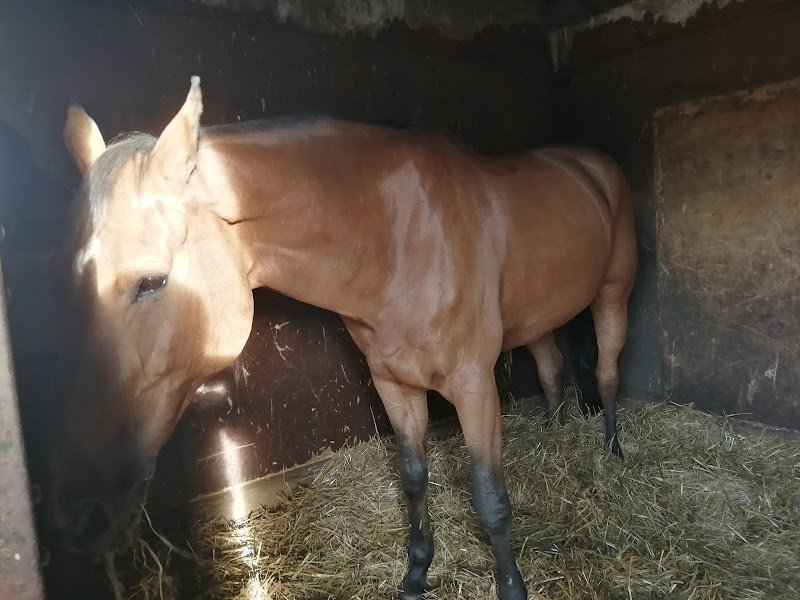 Centre Equestre La Calèche - photo 2