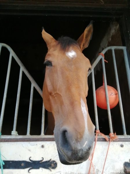 Centre Equestre La Calèche - photo 3