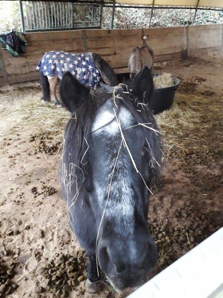 Poney-Club du Bois de Verrières - photo 2