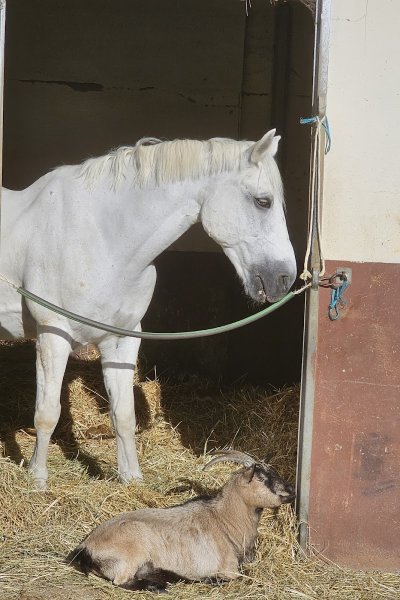 Poney-Club du Bois de Verrières - photo 3