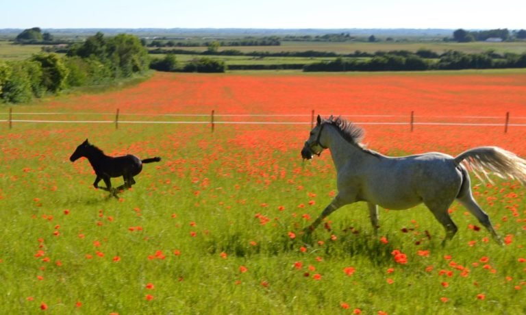 Écuries des mathines - photo 1