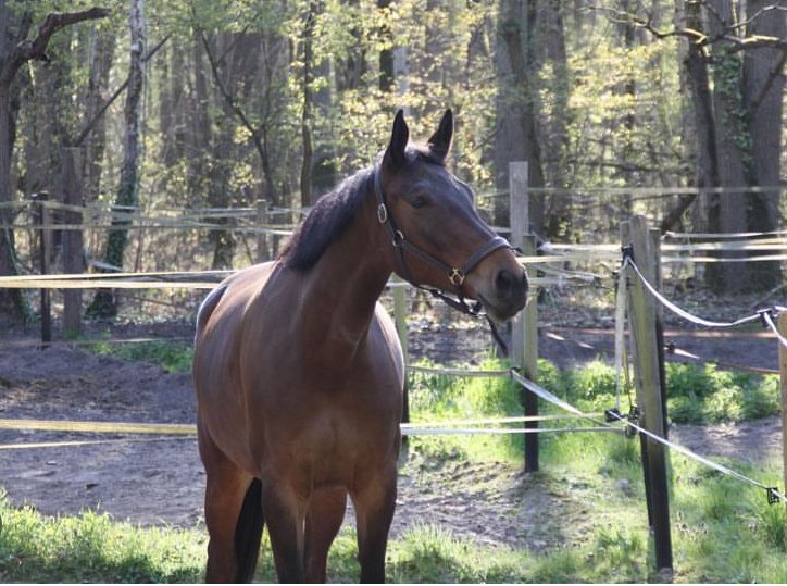 Écurie Emmanuel Biondi