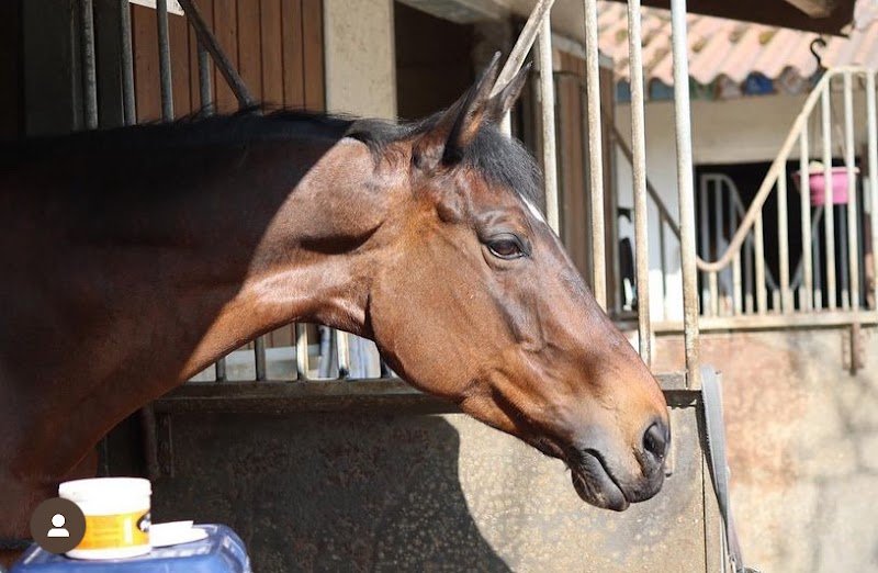 Écurie Emmanuel Biondi - photo 2