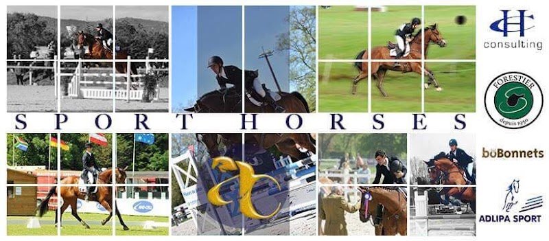 Adrien Chabot Sporthorses - photo 3