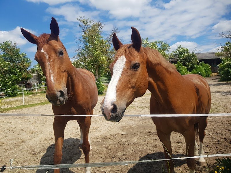 Poney Club des Ecuries du Saussay - photo 1