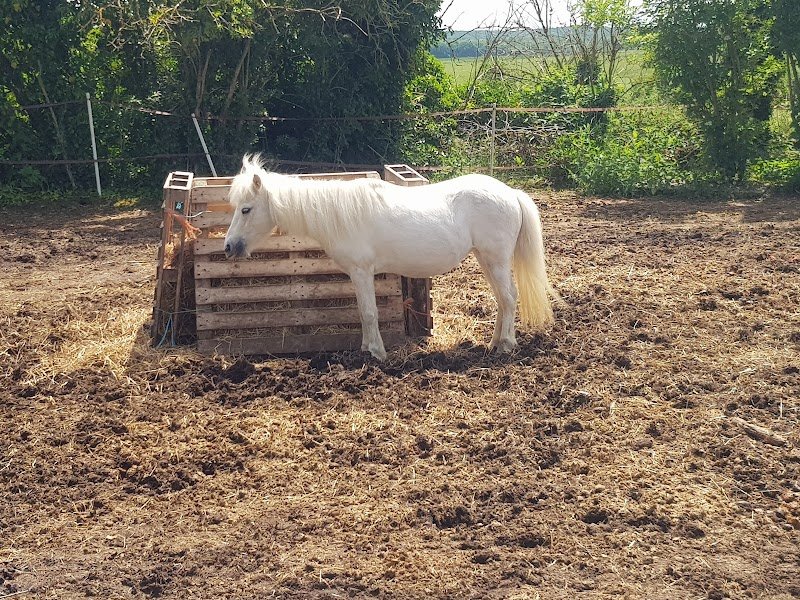 Poney Club des Ecuries du Saussay - photo 2
