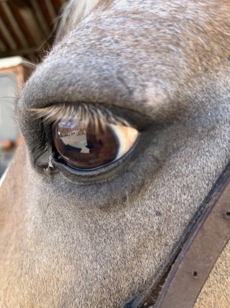 Centre équestre Marion Poche - photo 3