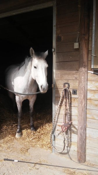 CENTRE EQUESTRE ELEVAGE DU LOIR - photo 2