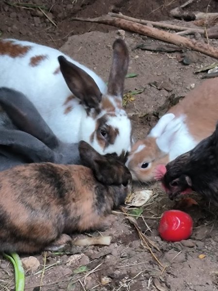 Ferme pédagogique - Les écuries de la boissière - photo 1