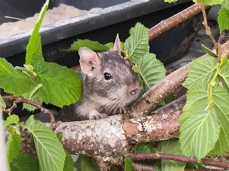Ferme pédagogique - Les écuries de la boissière - photo 2